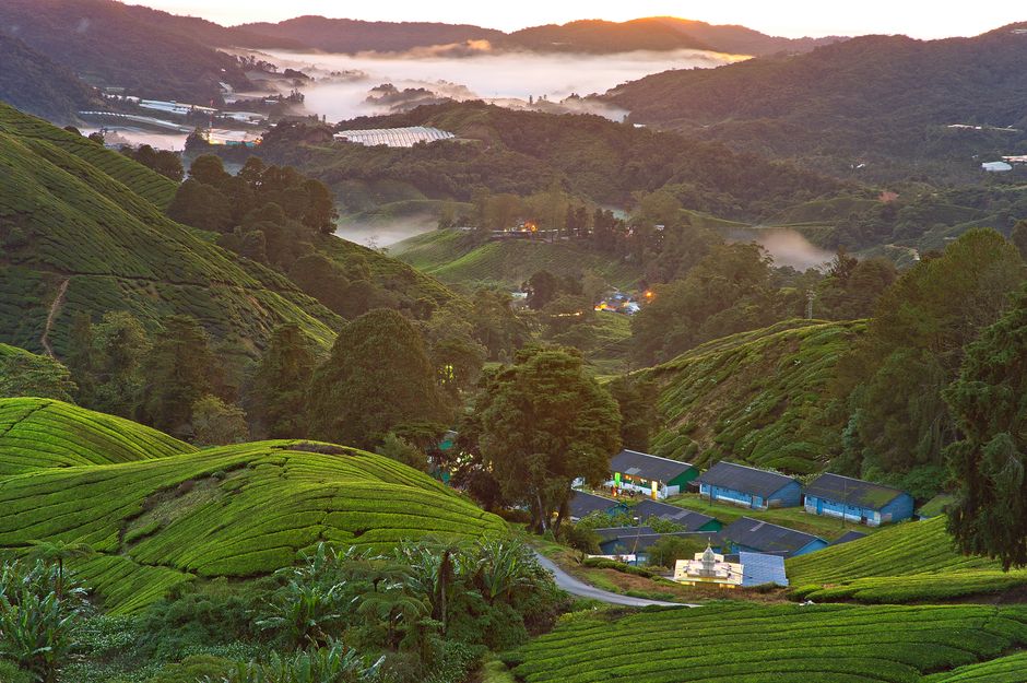 Budget Family Travel In Cameron Highlands travel photo
