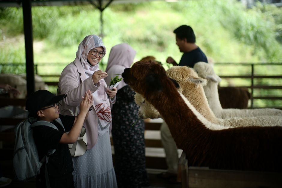 Budget Family Travel In Cameron Highlands travel photo