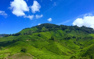 Budget Family Travel in Cameron Highlands: Your Ultimate Guide to Affordable Adventures