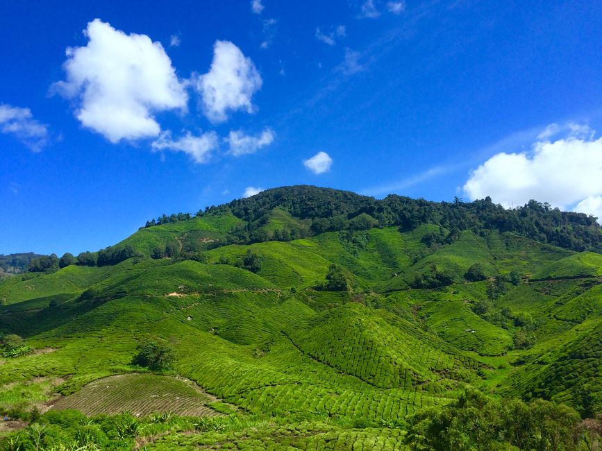 Budget Family Travel in Cameron Highlands: Your Ultimate Guide to Affordable Adventures